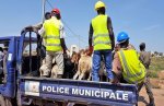 Commune de Ouagadougou : Une croisade contre la divagation des animaux