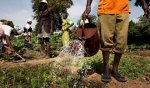 Capitalisation de la nouvelle Banque Agricole du Faso : Comme un champ de la mal gouvernance