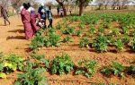 Irrigation goutte à goutte : Une réponse pour les pays sahéliens comme le Burkina